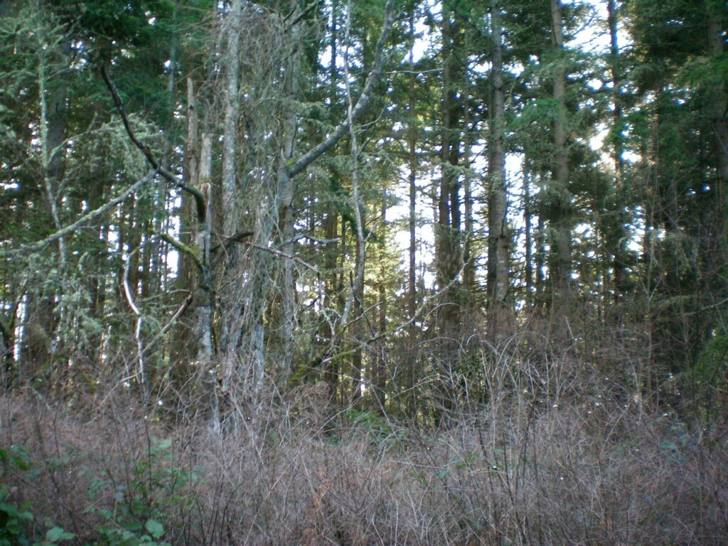 Property Photo:  999 E Dry Lake Rd  WA 98282 