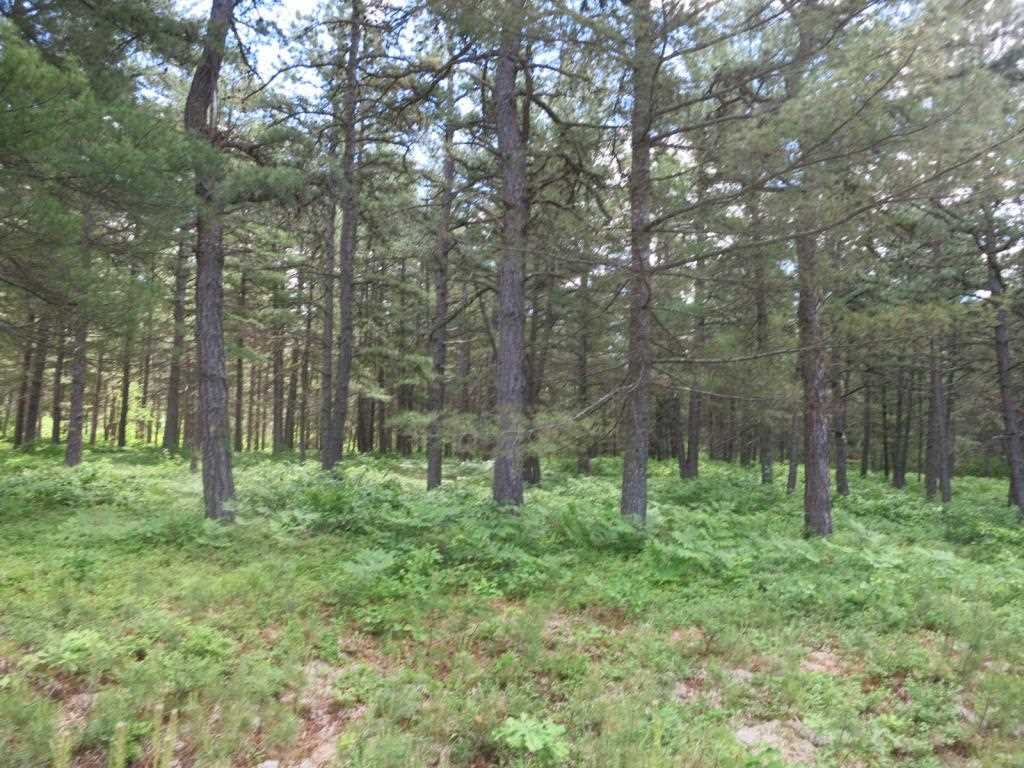 Property Photo: Lot 40 Moores Pond Road NH 03849