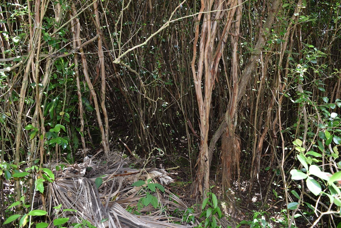 Property Photo:  Hilo Street  HI 96778 