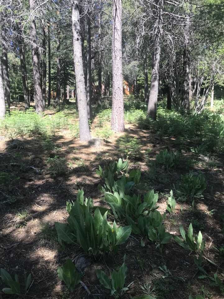 Property Photo: 14482 Alder Creek Road CA 96161-3120