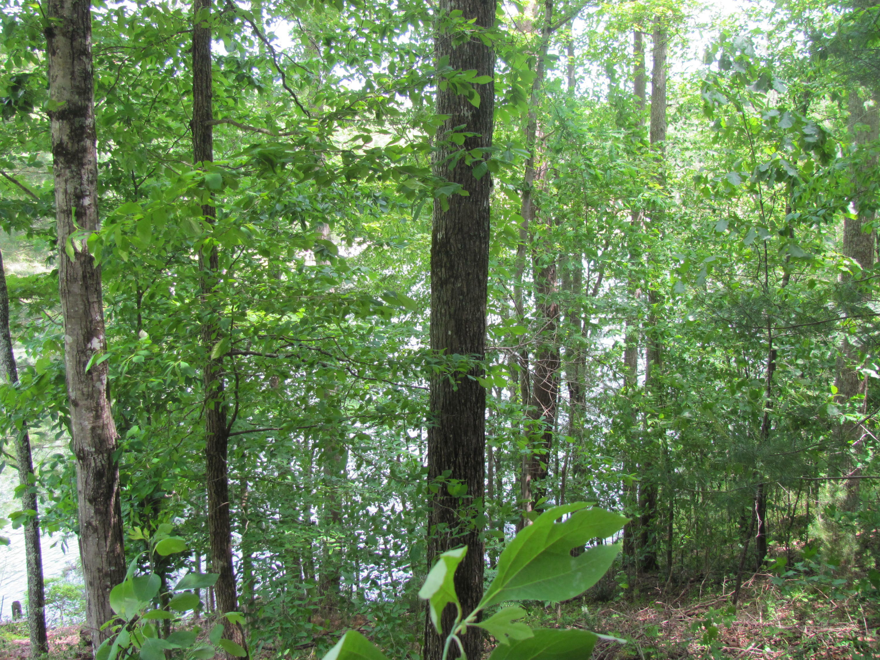 Property Photo:  155 Pineridge Loop  TN 38558 