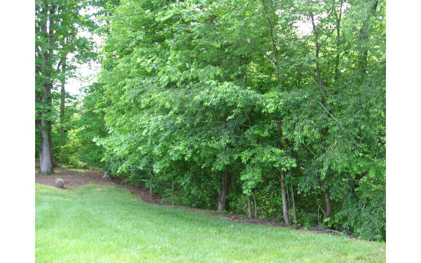 Property Photo: L0t91 Blue Ridge Village GA 30513