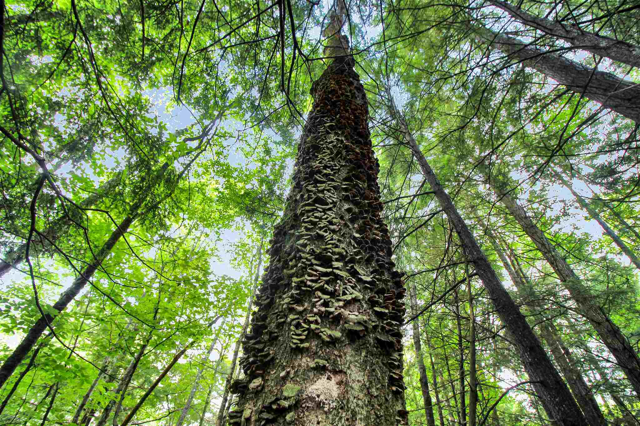 Property Photo:  00 Puckerbrush Road 5  NH 03223 