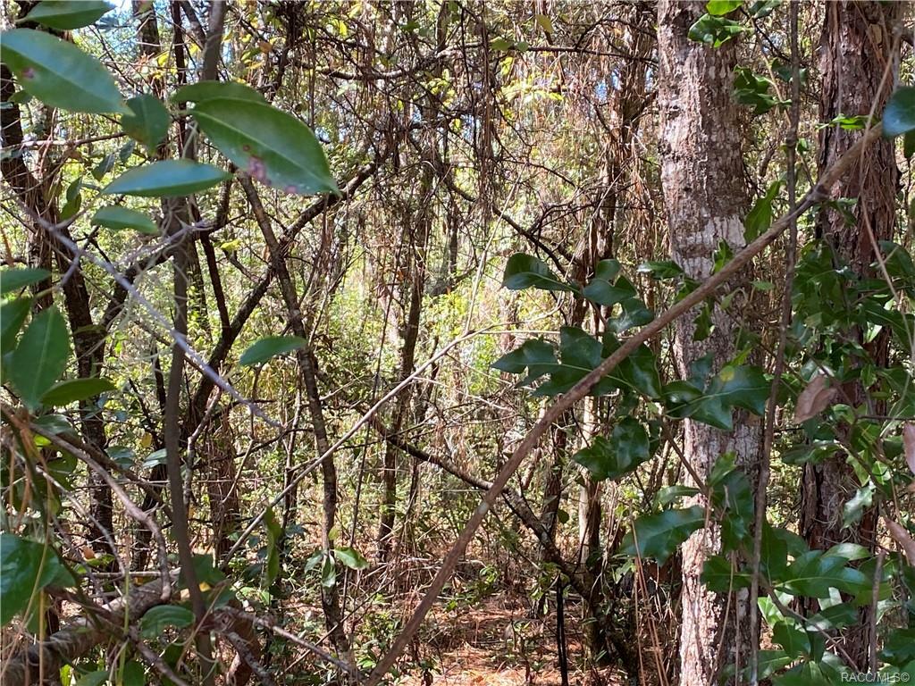 Property Photo: 3354 S Oakdale Terrace FL 34452
