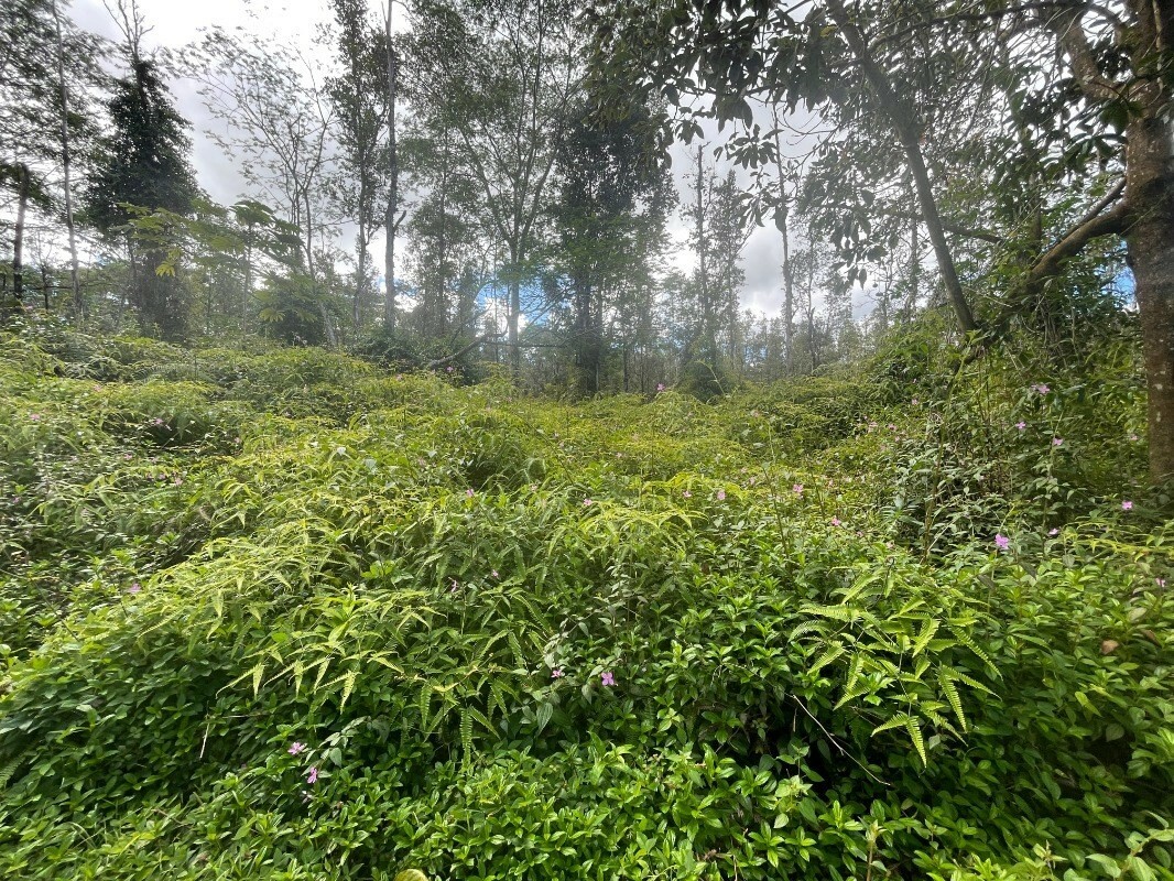 Property Photo:  Seadrift Rd  HI 96778 