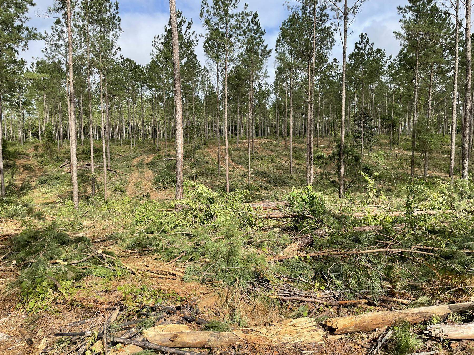 Property Photo:  Solomon Dairy Road  FL 32351 