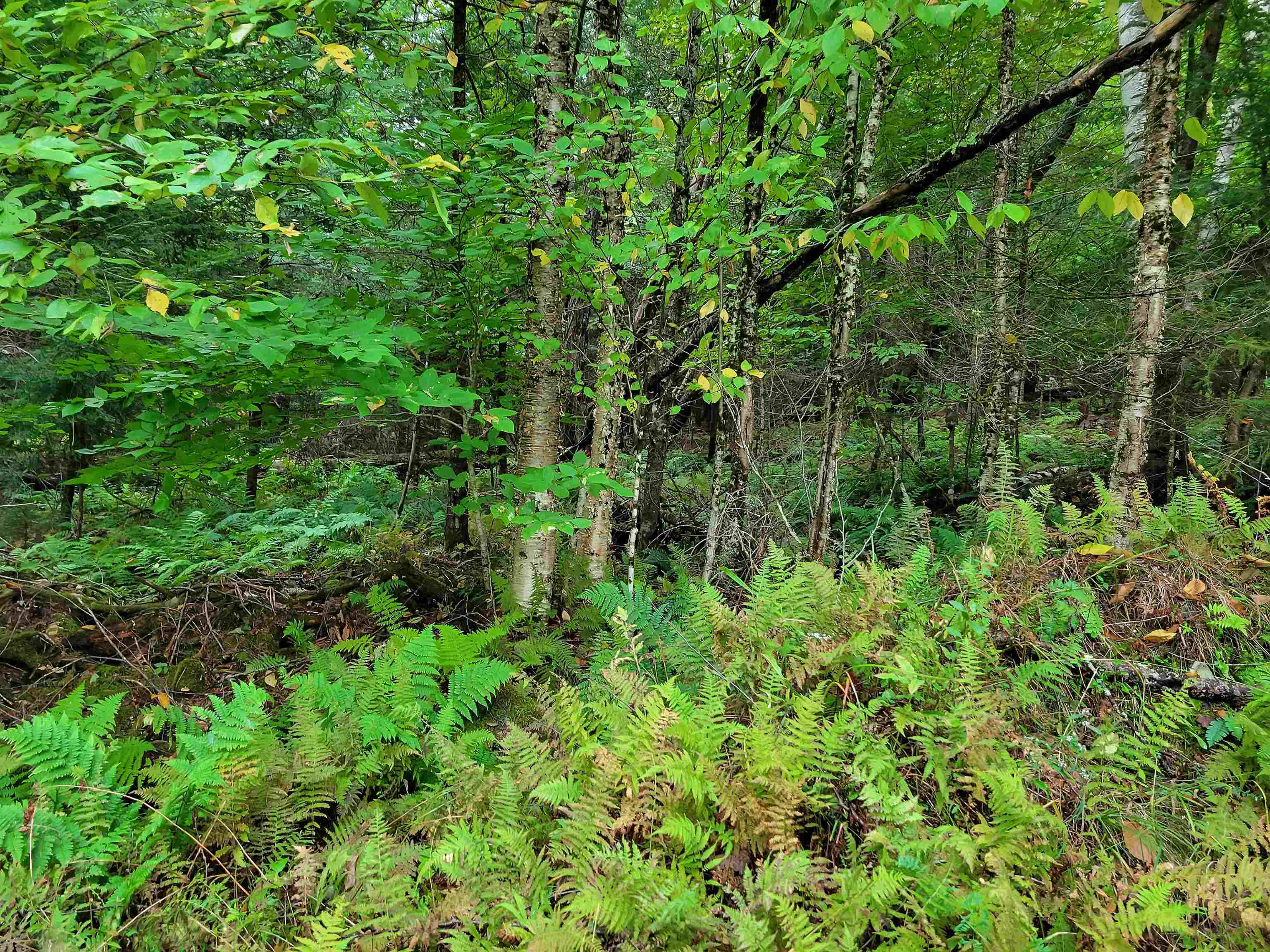 Property Photo: 00 Straford Road NH 03785