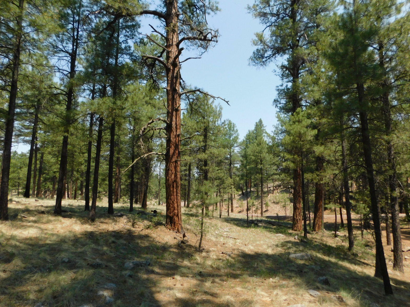 Property Photo:  396 Long Valley Road  AZ 86024 