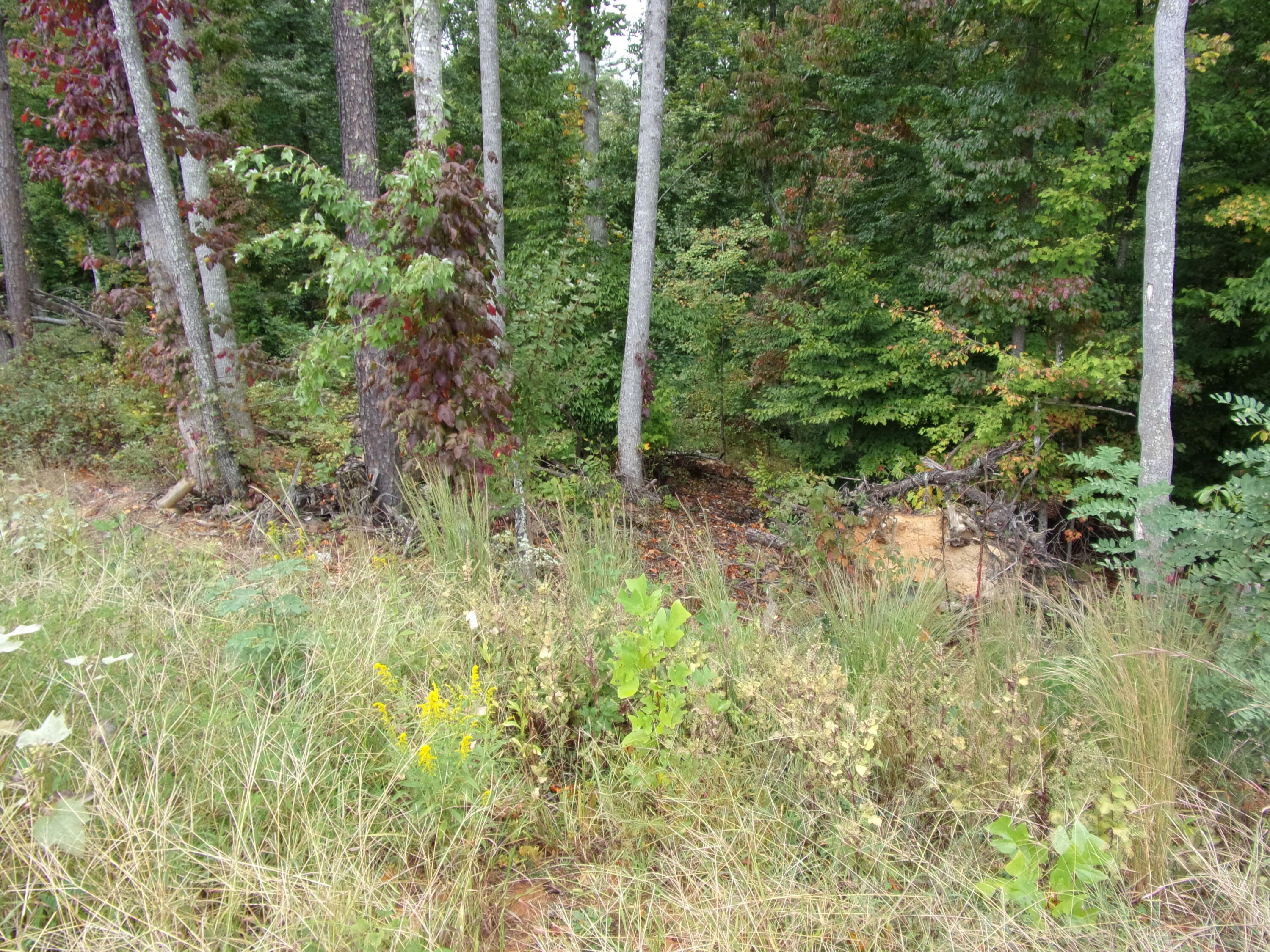 Property Photo:  Lot 24 Bridgewater Blvd  TN 37814 