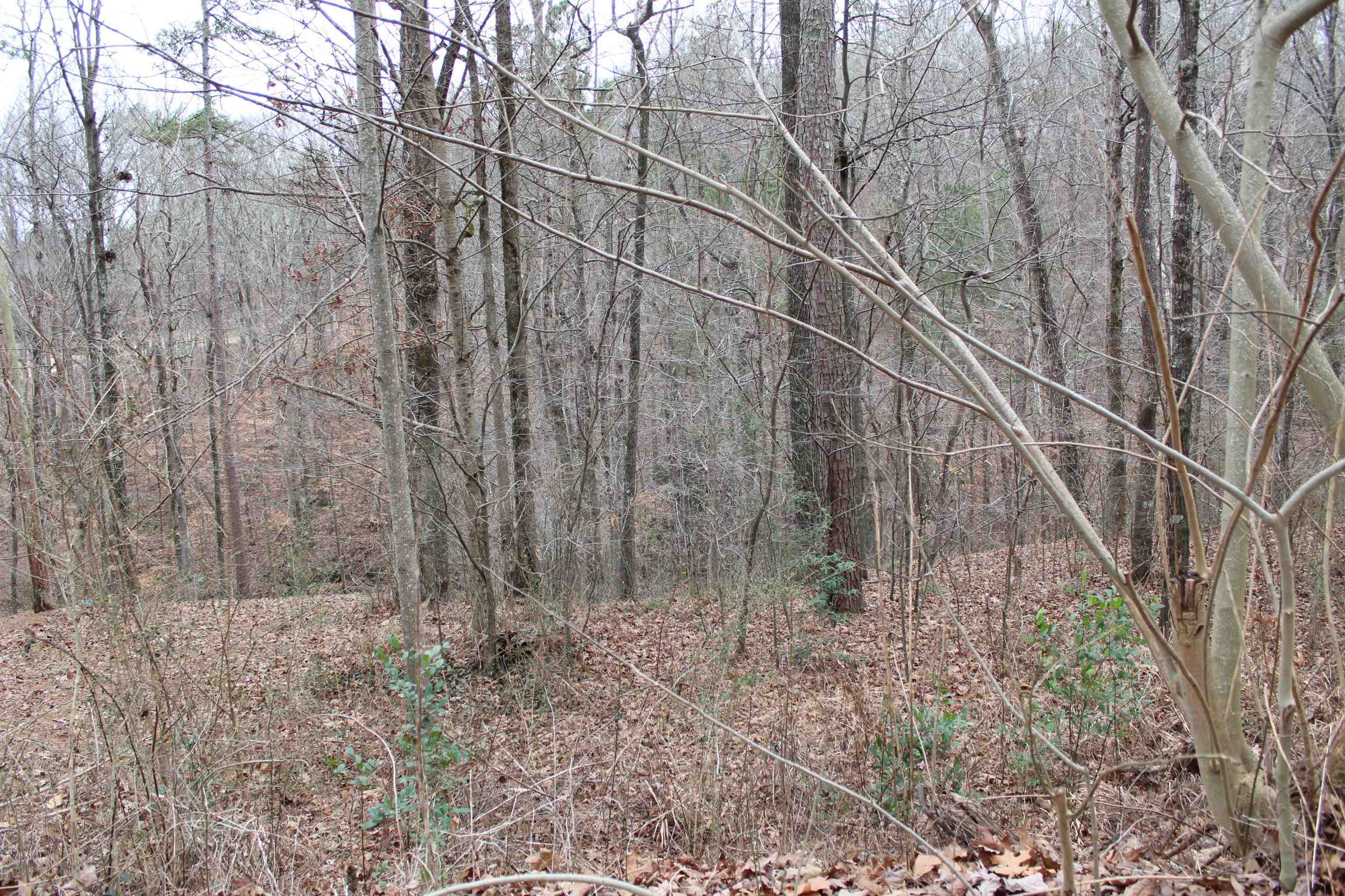 Property Photo:  Lot 20 Seven Bark Dr  AL 35057 - CULLMAN 