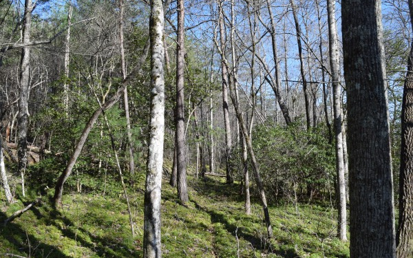 Property Photo:  Lt 36 Ridge Brook Trail  GA 30560 