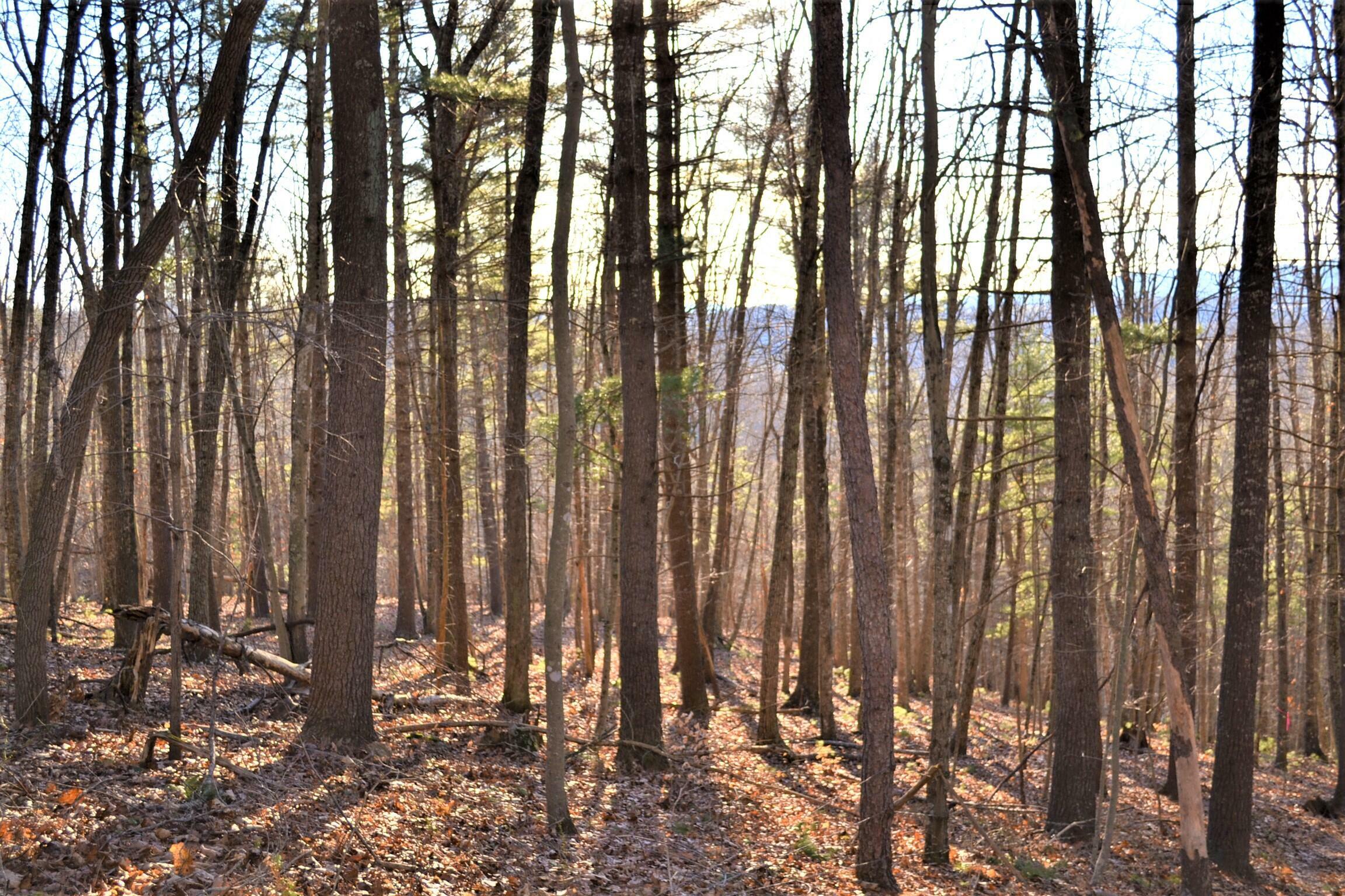 Property Photo: Ranchero Road WV 24985