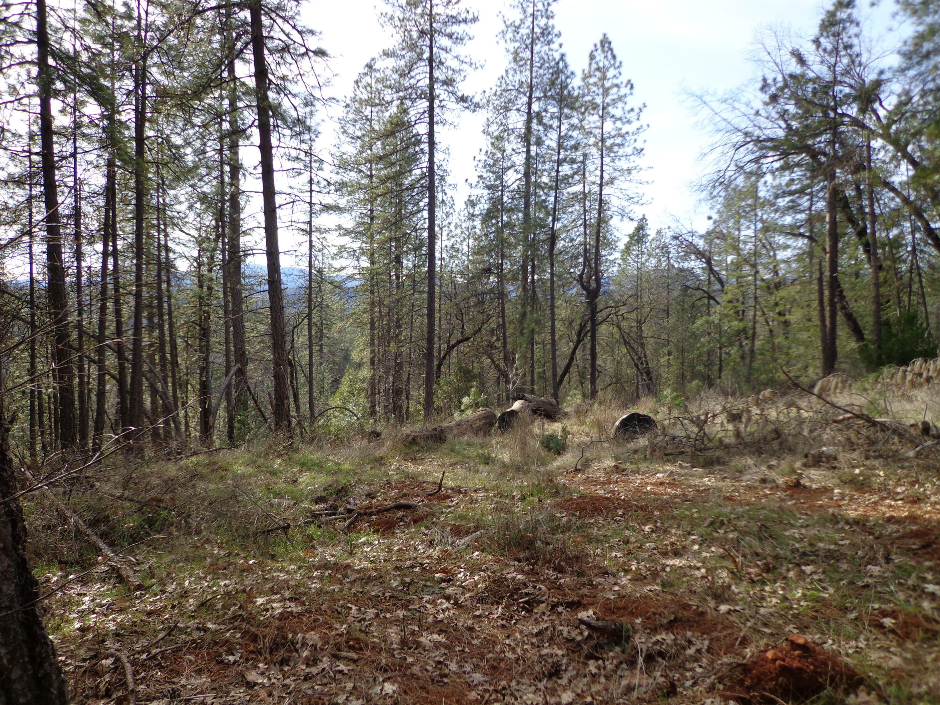Property Photo:  5 Lots, Off Statton Rd  CA 96051 