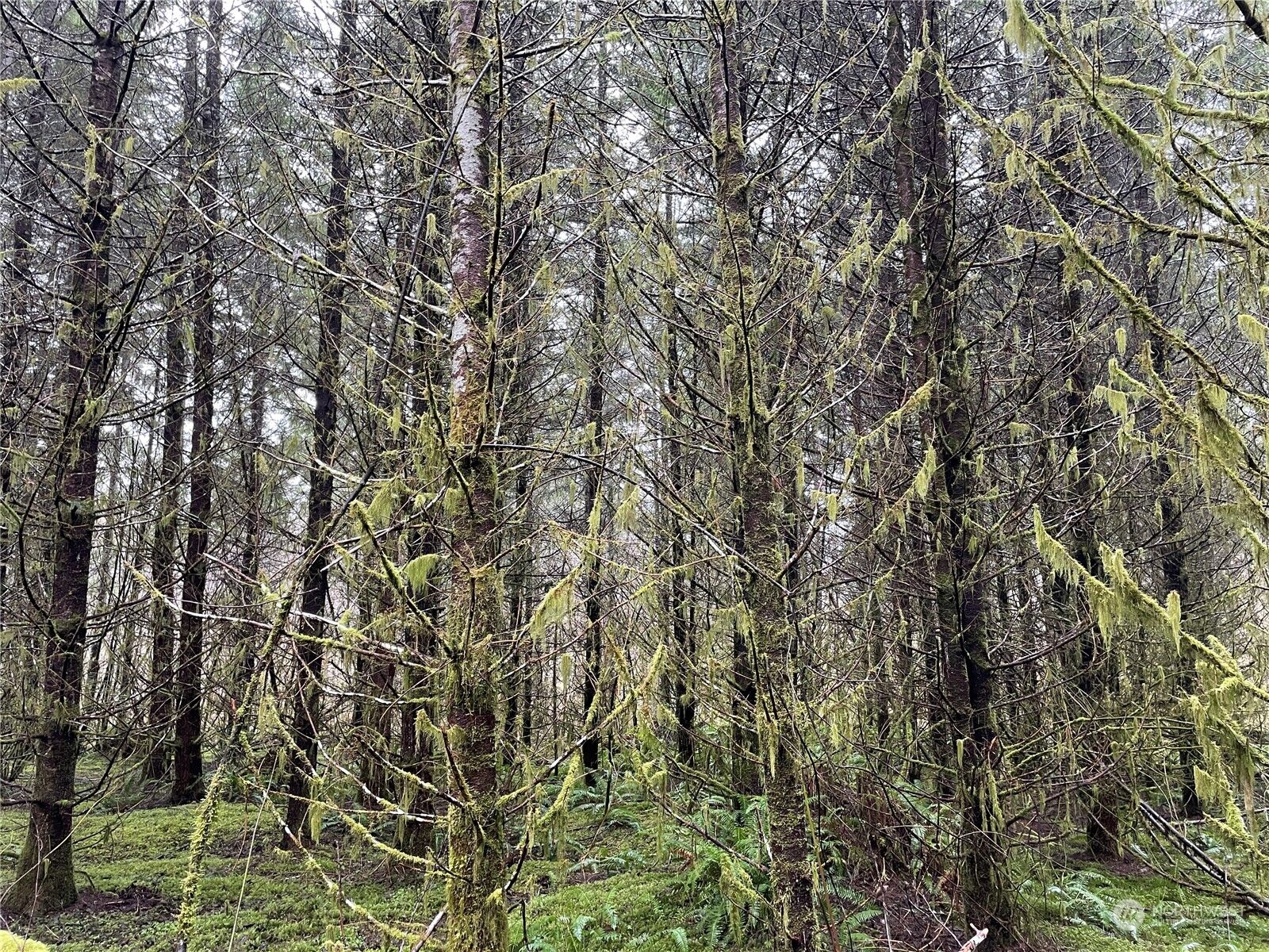 Property Photo:  0  Lincoln Creek Road  WA 98579 