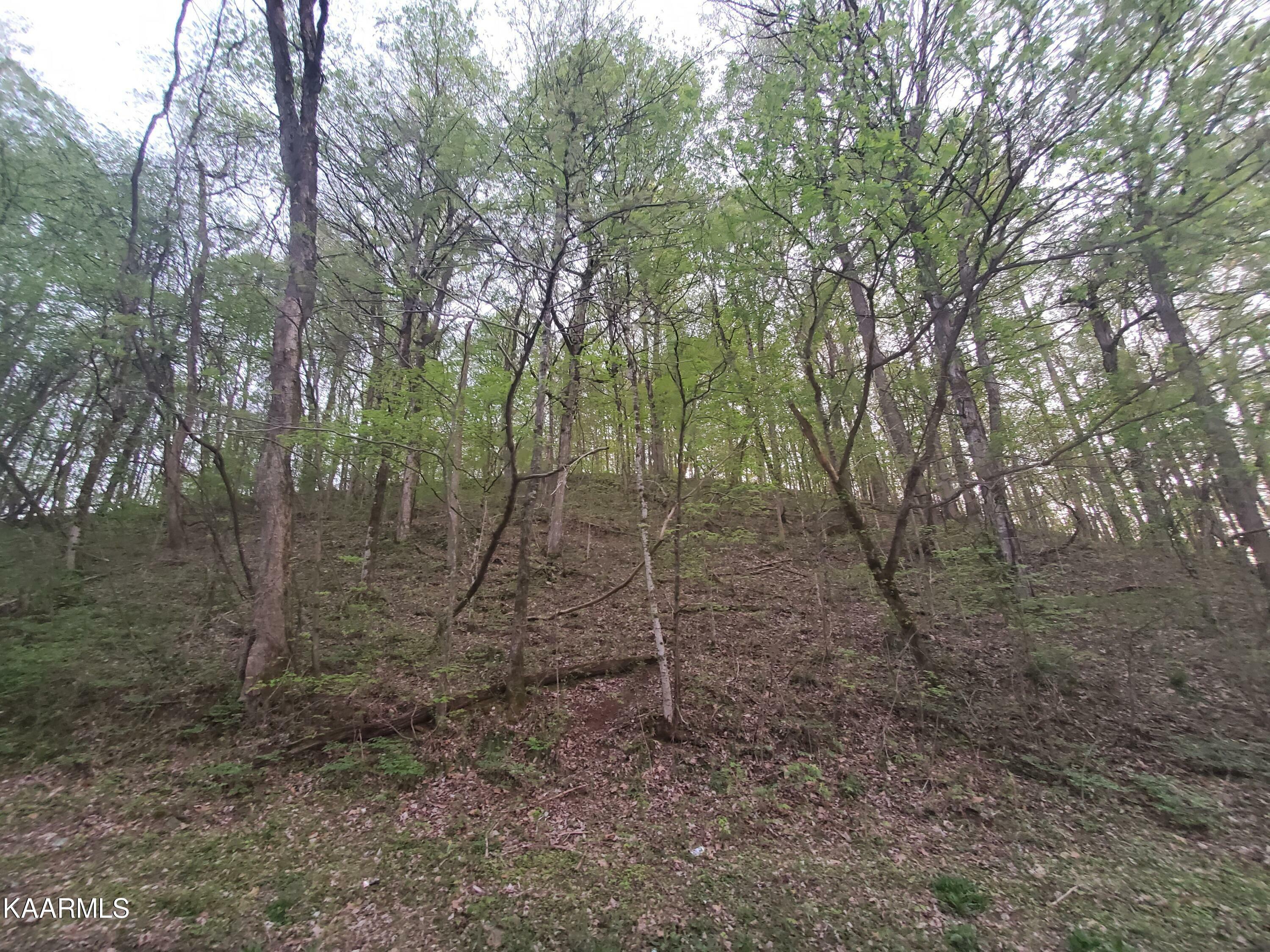 Property Photo:  0 Maples Rd  TN 37764 