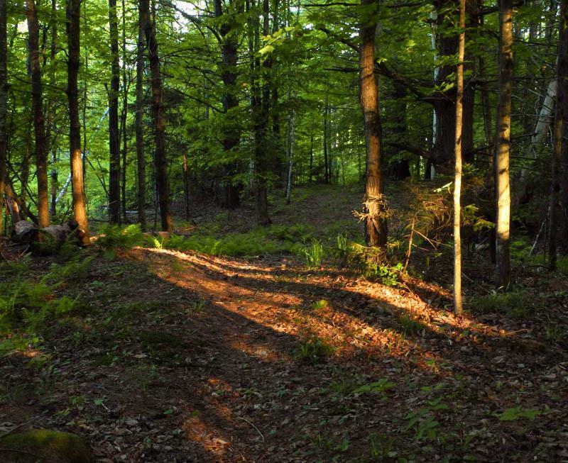 Rhododendron Trail A12  Jim Thorpe Borough PA 18229 photo