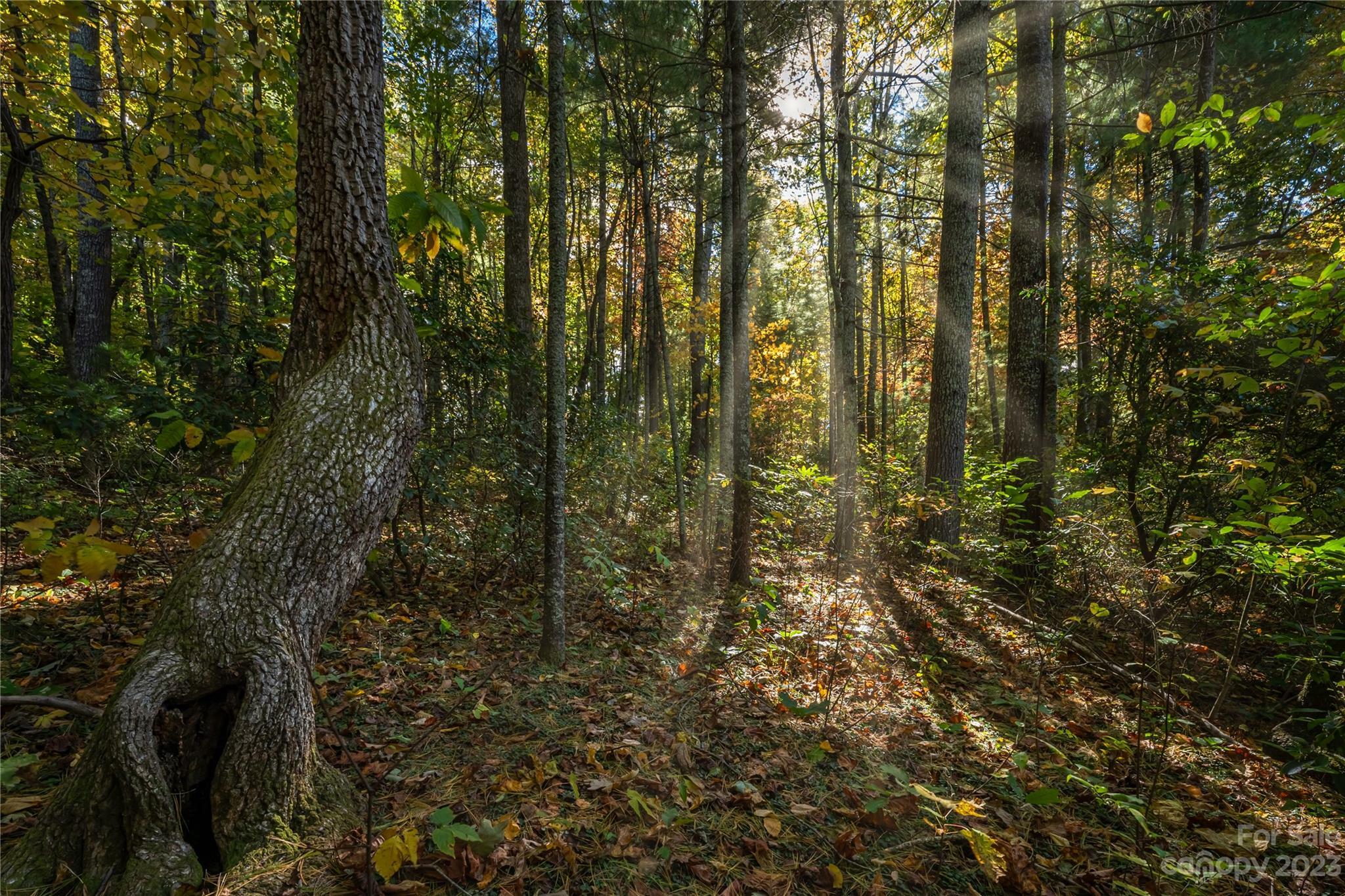Property Photo: 99999 Bolt Action Trail NC 28792