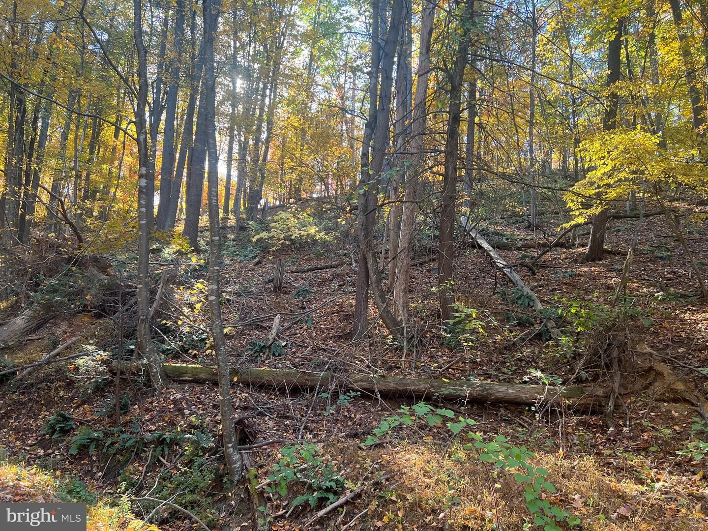 Property Photo:  0 Pin Oak Street  VA 22810 