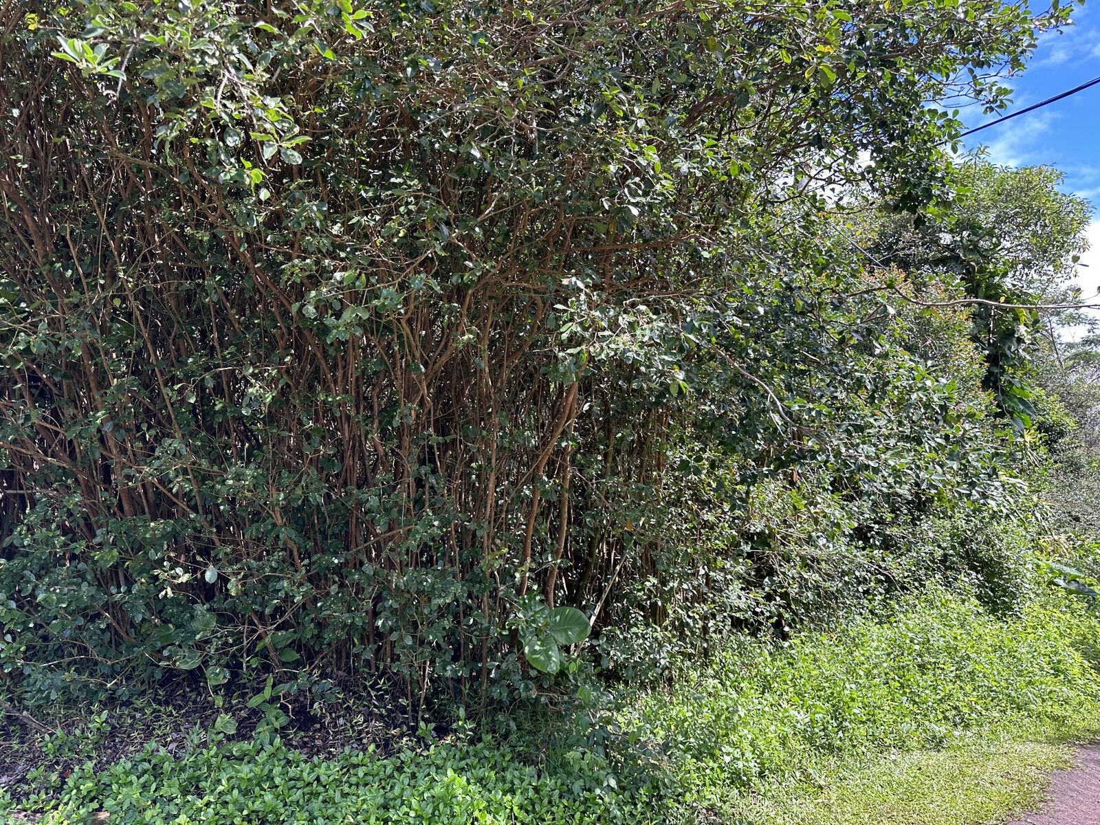 Property Photo:  Kona St  HI 96778 