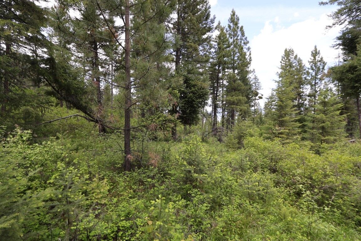 Property Photo: Nhn Tract 1B E Fork Combest Creek Road MT 59859