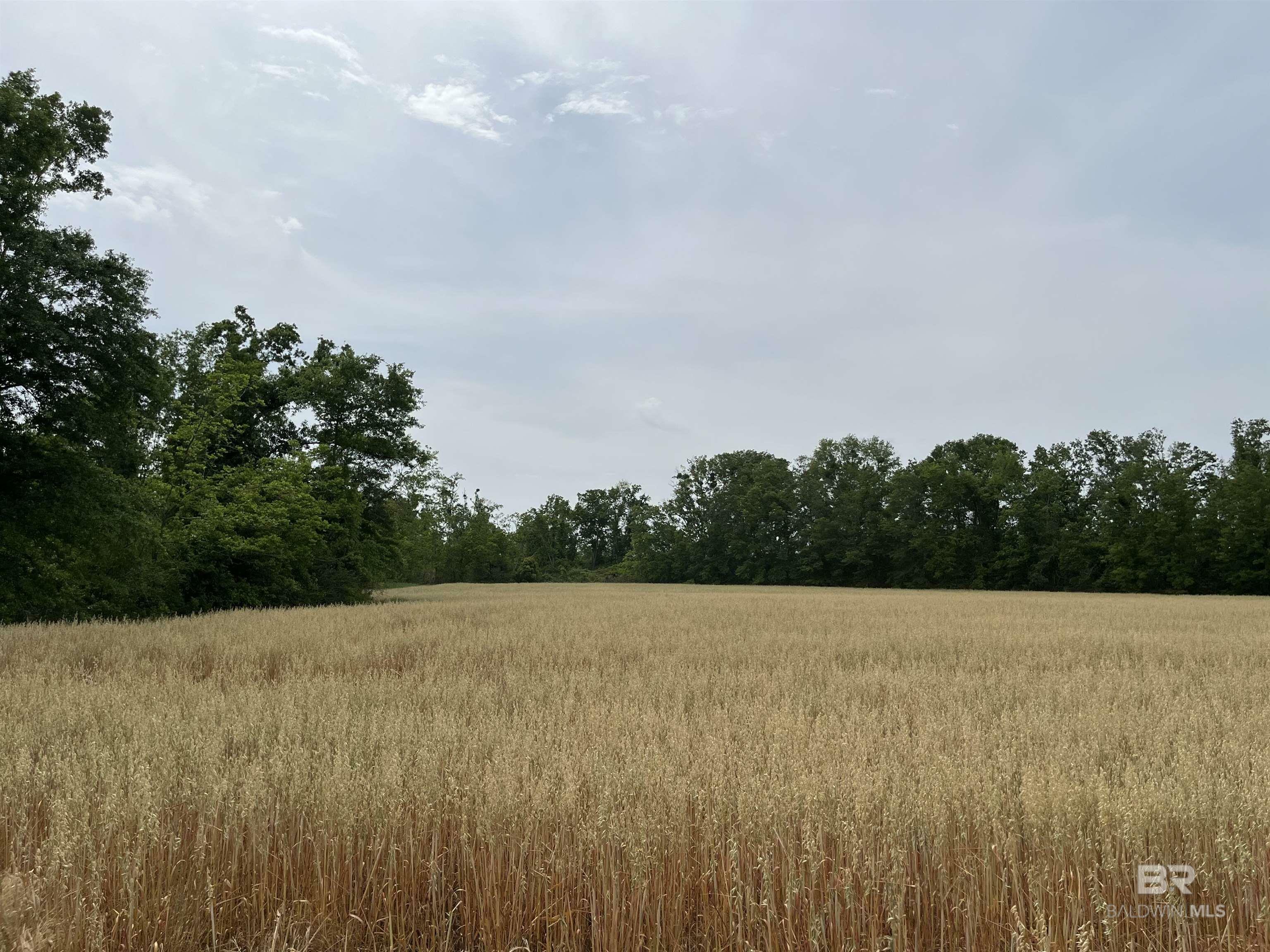 Property Photo:  0 S County Road 34  AL 36580 