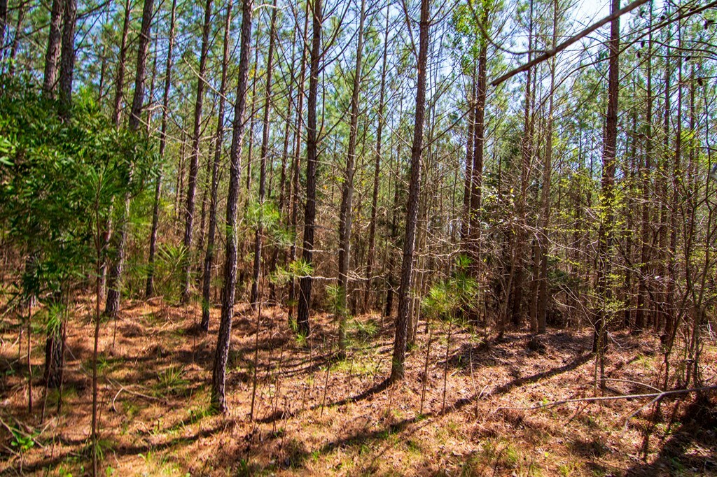 Property Photo:  0B Taylor Road  GA 31811 