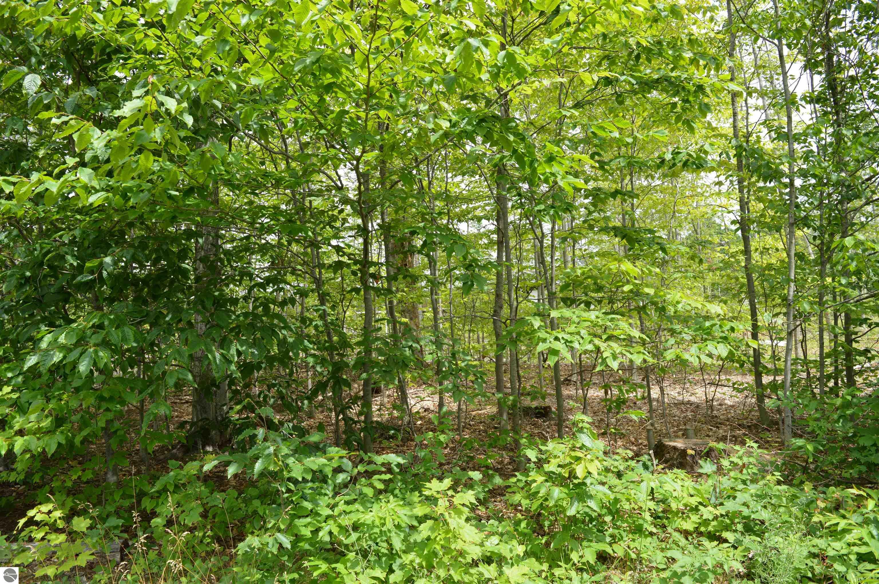 Property Photo:  Hardwood  MI 49730 