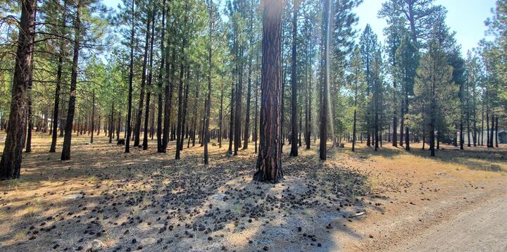 Property Photo: 51986 Black Pine Way OR 97739