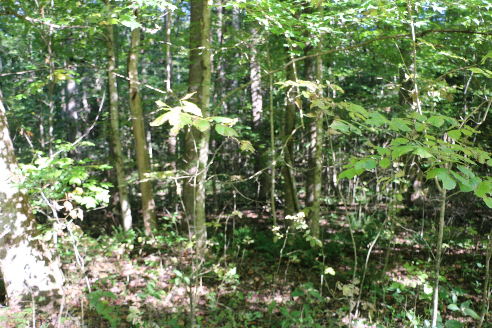 Property Photo: 166 Hermitage Cir TN 37028