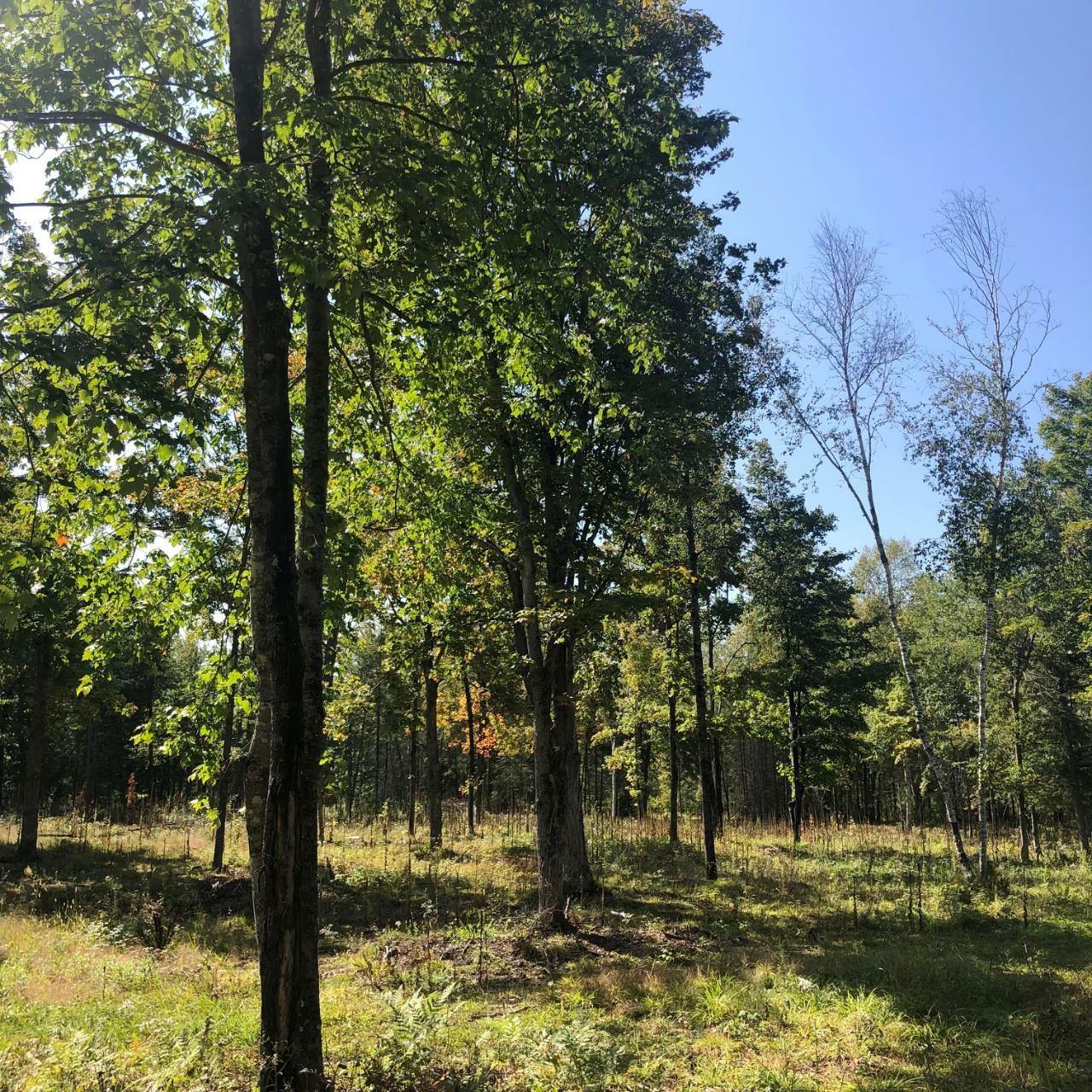 Property Photo:  Lot 2 Mercer Lake Cr S  WI 54547 