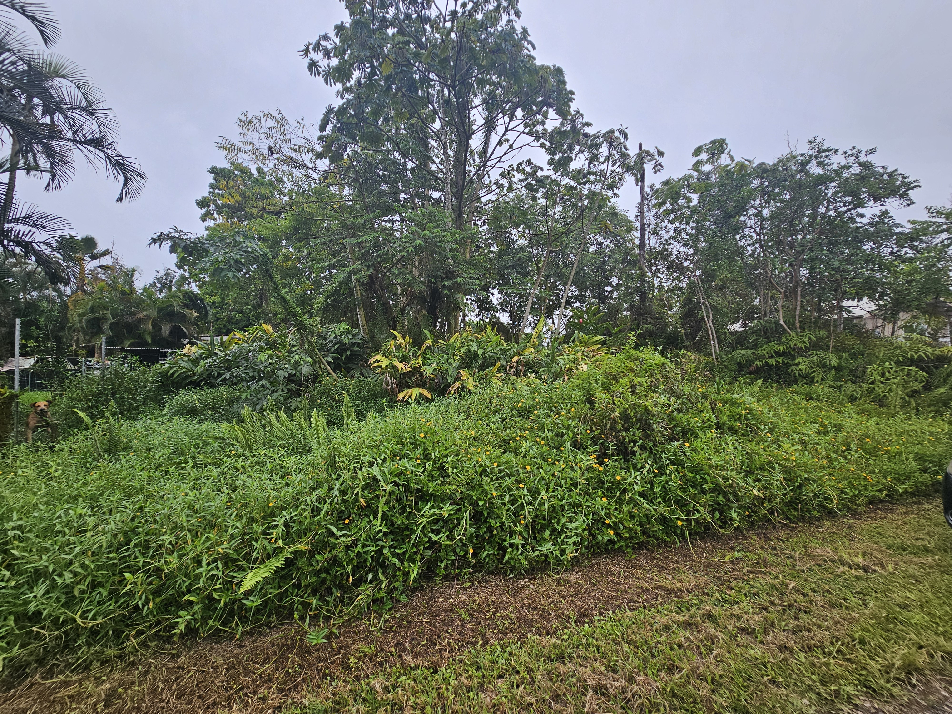 Property Photo:  Bamboo Dr  HI 96778 