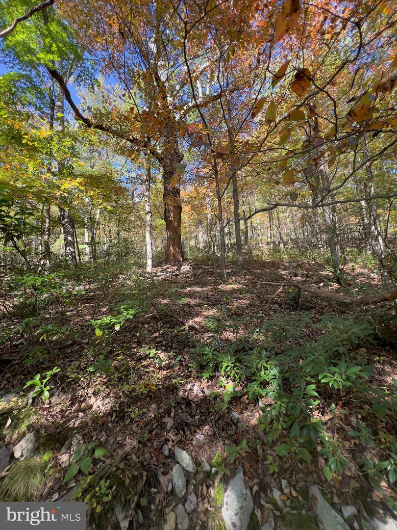 Property Photo:  Fox Trail Lot 5A  VA 22602 