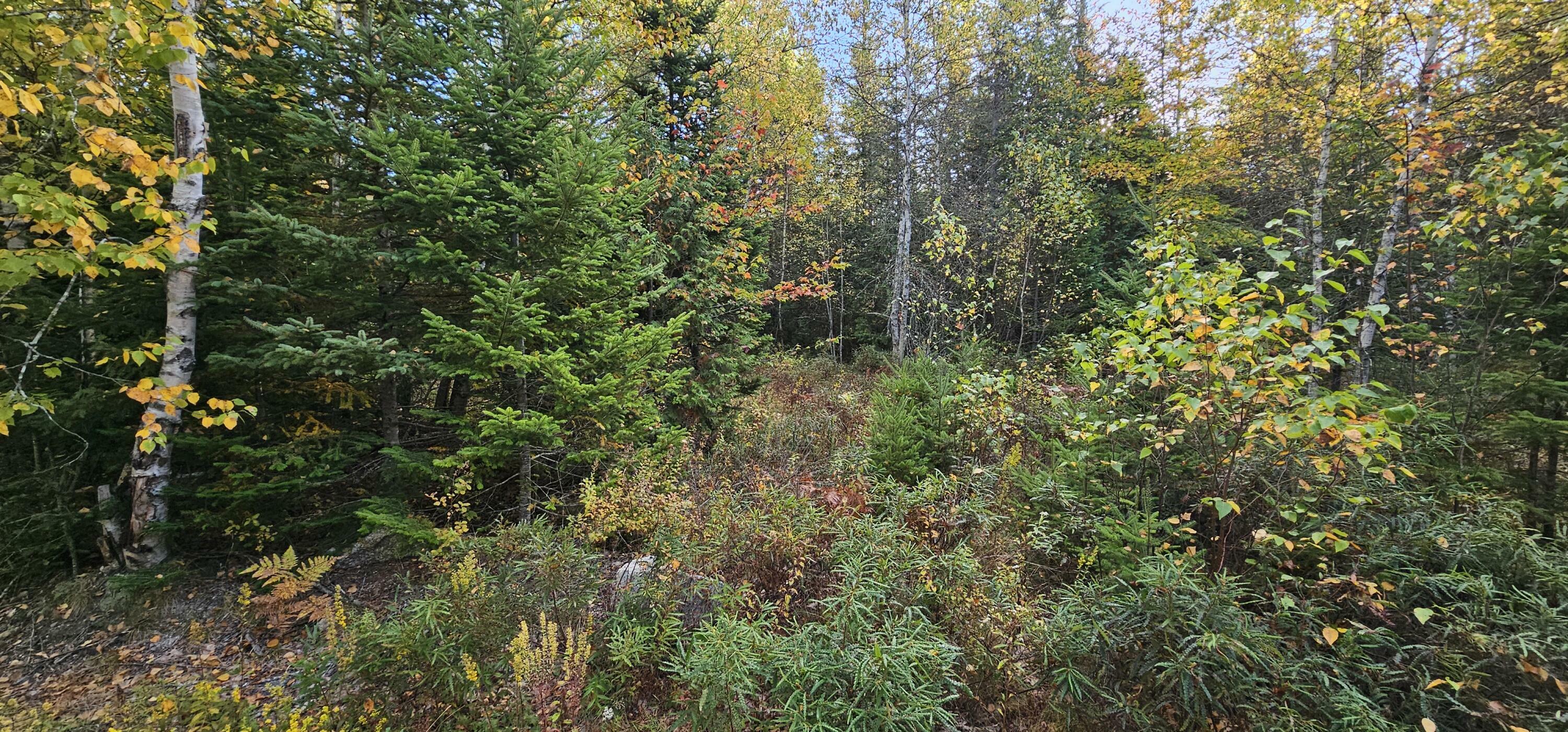 Property Photo:  Map 12, Part Of Lot 31, Macomber Mill Road  ME 04634 