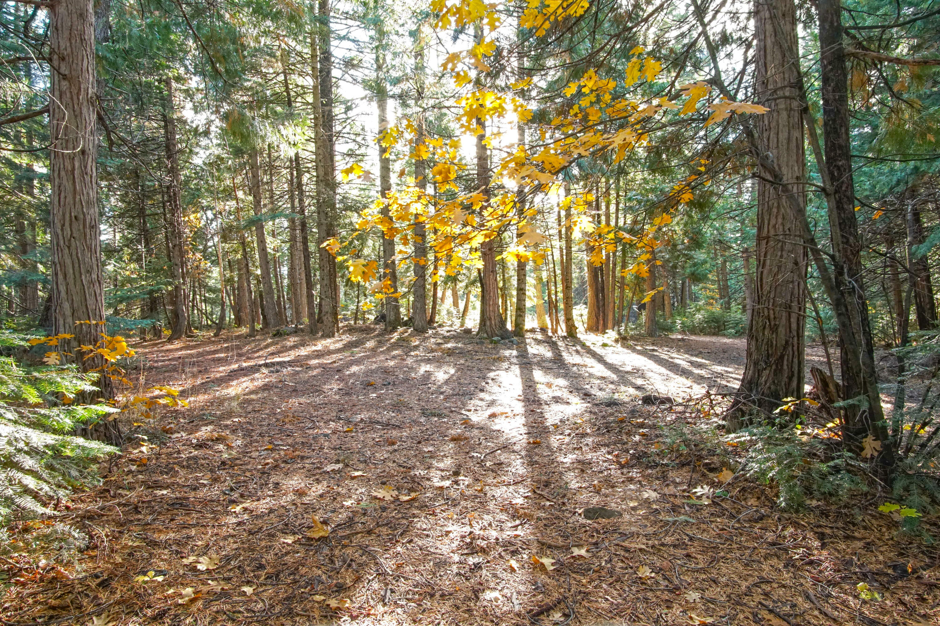 Property Photo: 8298 Starlite Pines Road CA 96088