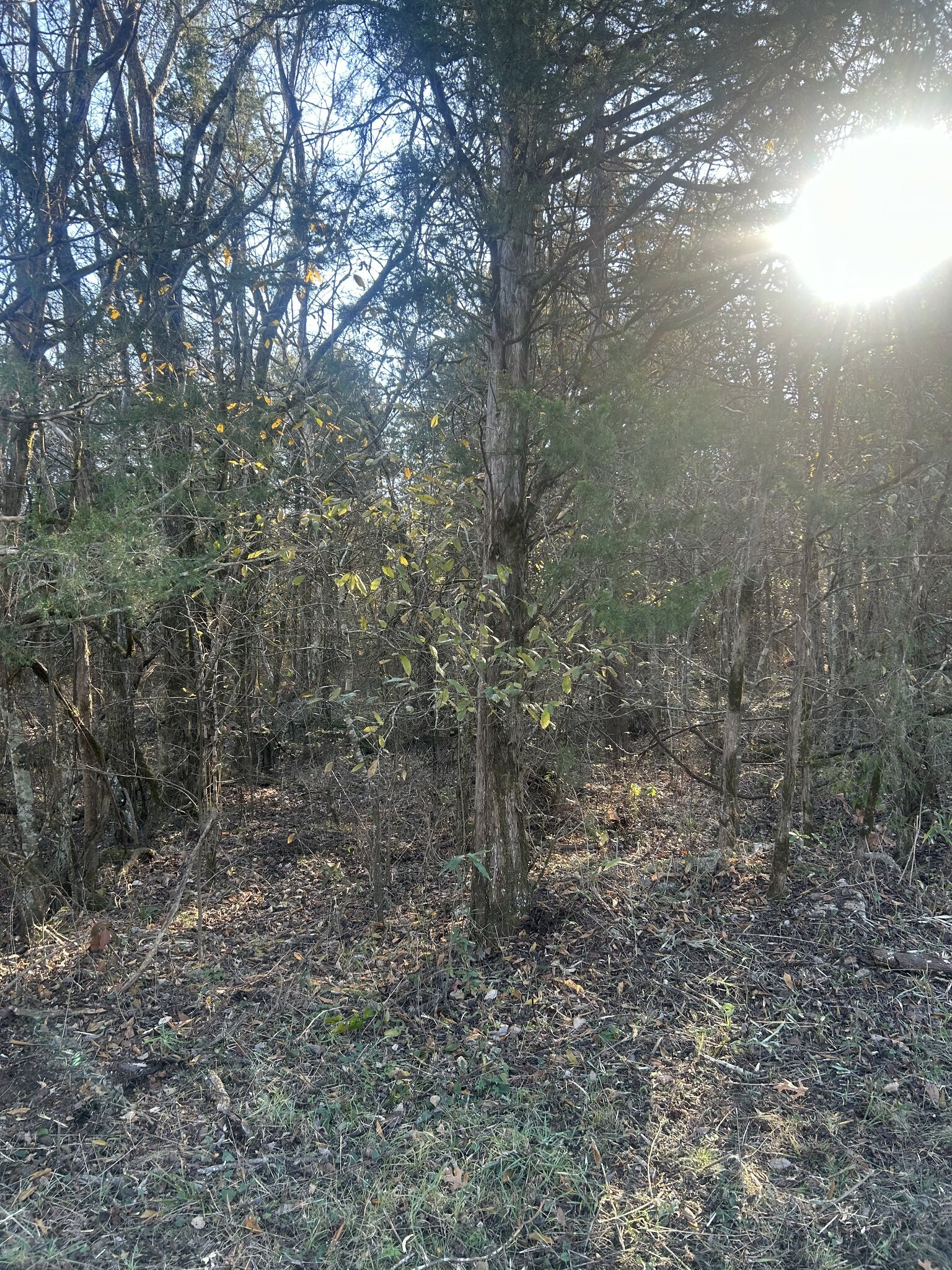 0 Midland Fosterville Rd  Bell Buckle TN 37020 photo