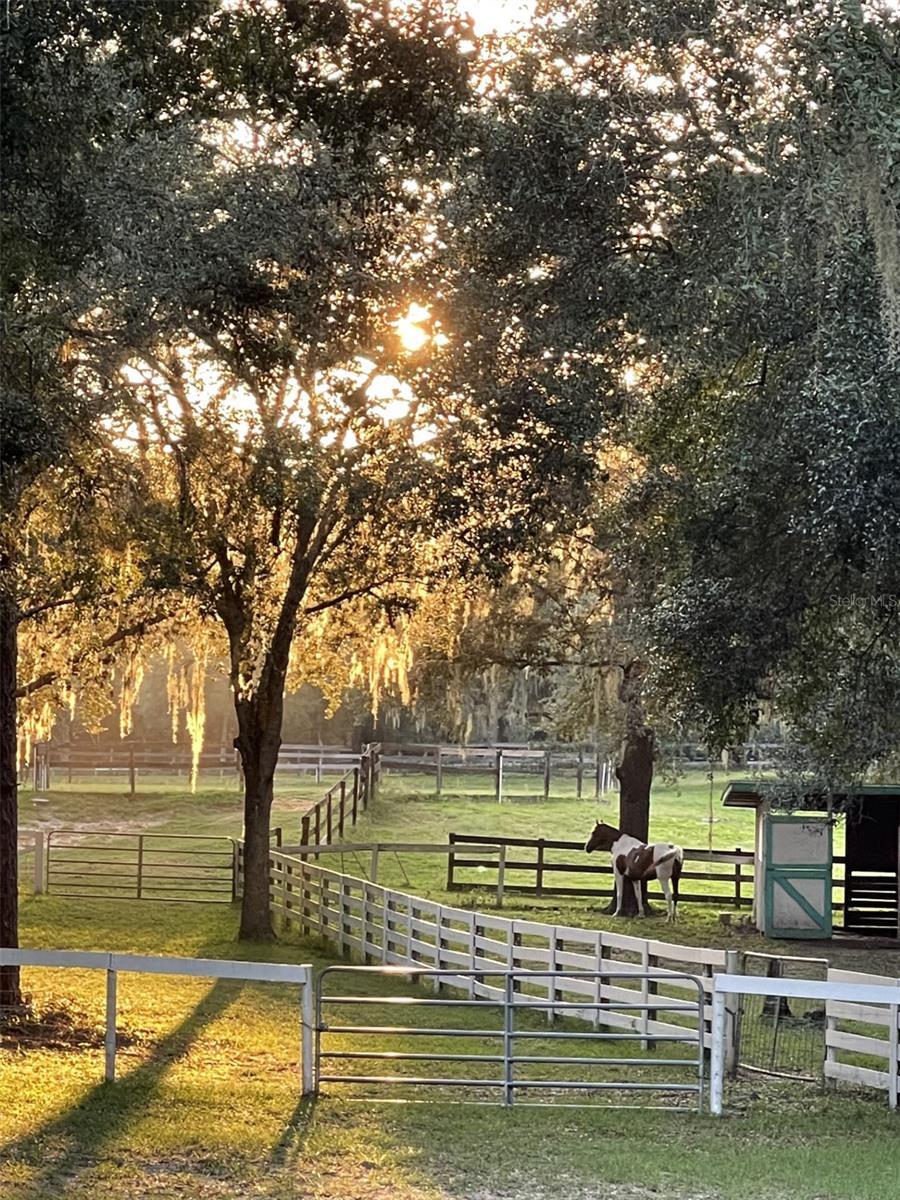 Xxx Trilby Trail  Dade City FL 33523 photo