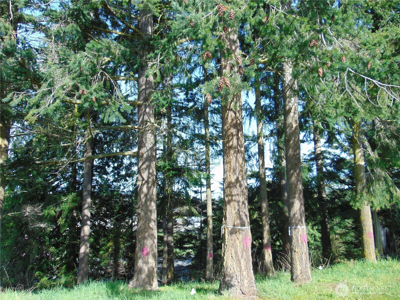 114  Ridgetop Place  Sequim WA 98382 photo