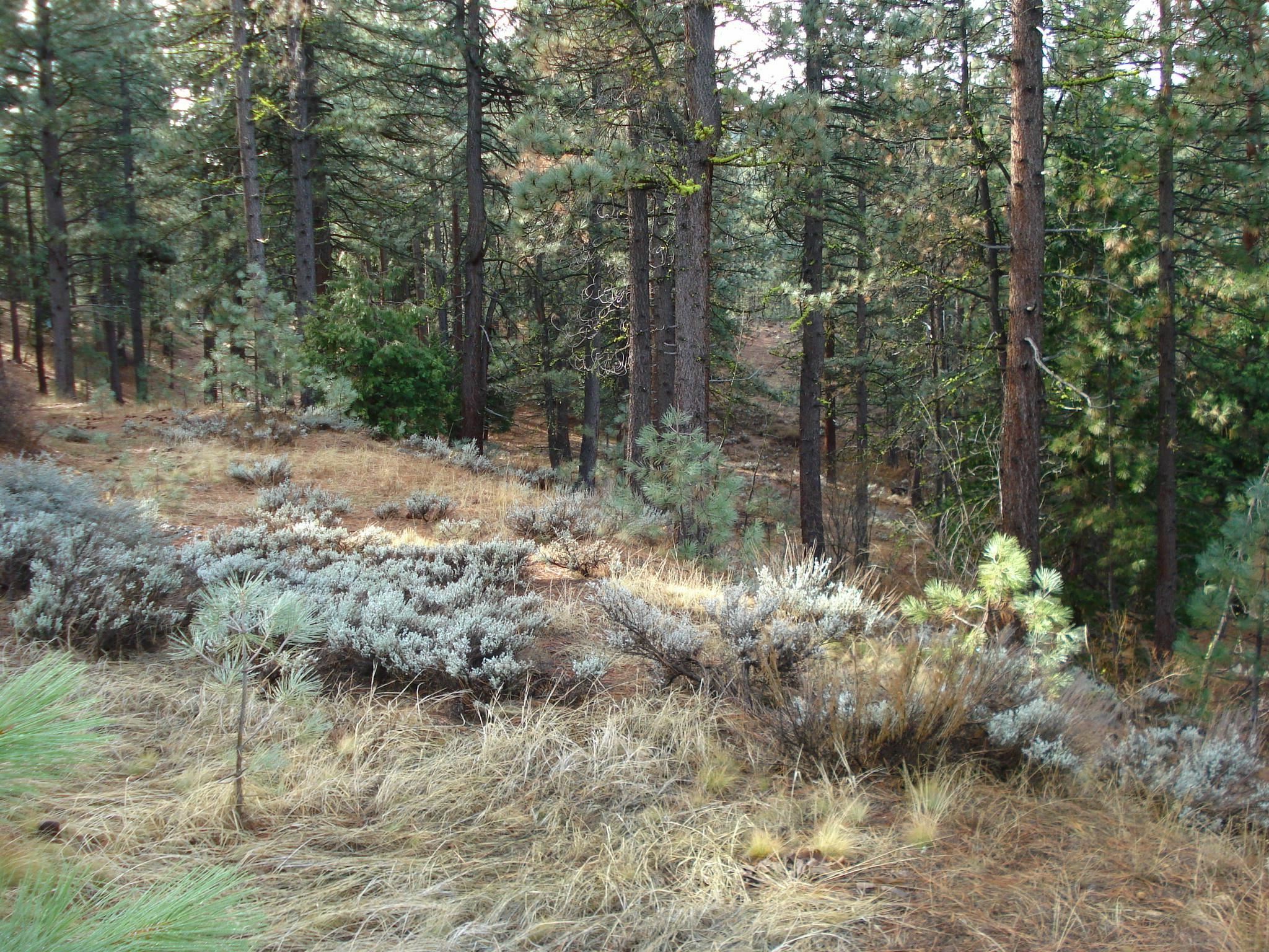 Property Photo:  199 Big Grizzly Road  CA 96122 