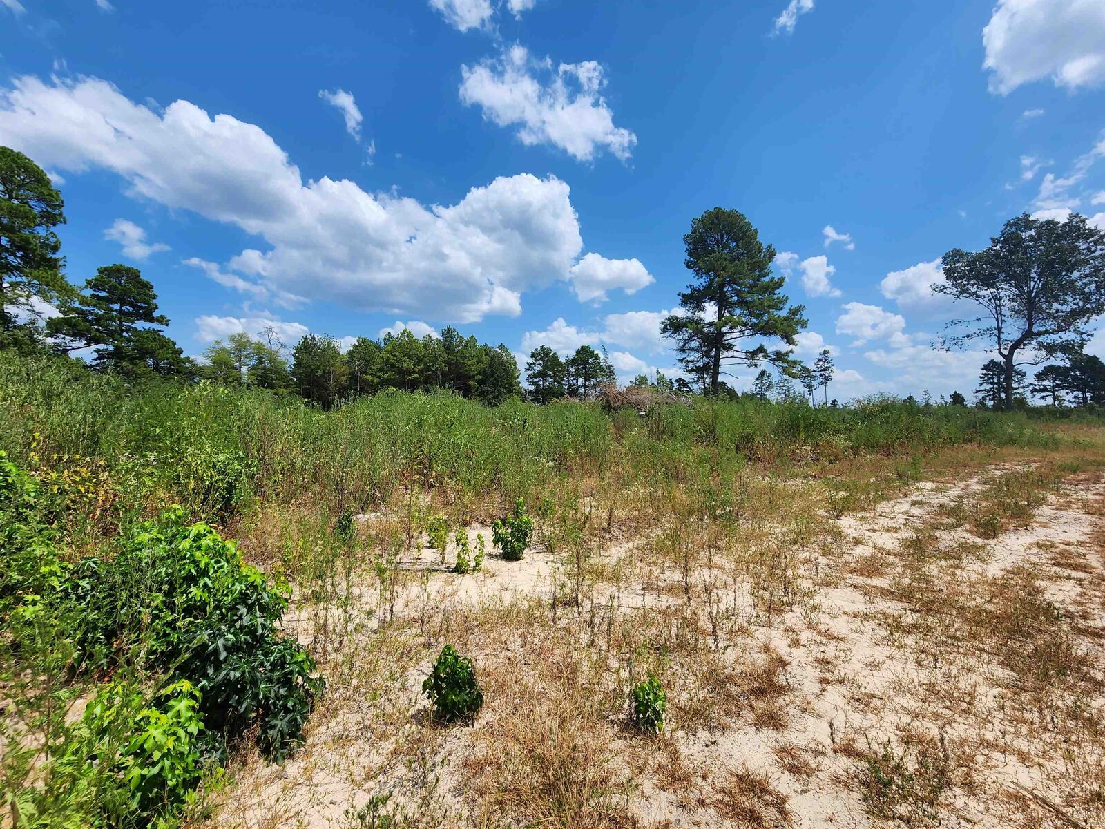 Property Photo: Tract 1 Tbd County Road 1762 TX 75563