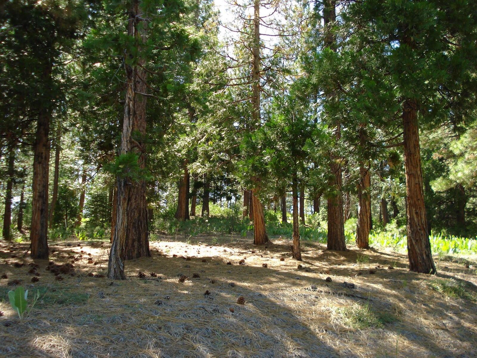 Property Photo:  43 Snowbush Way  CA 96122 