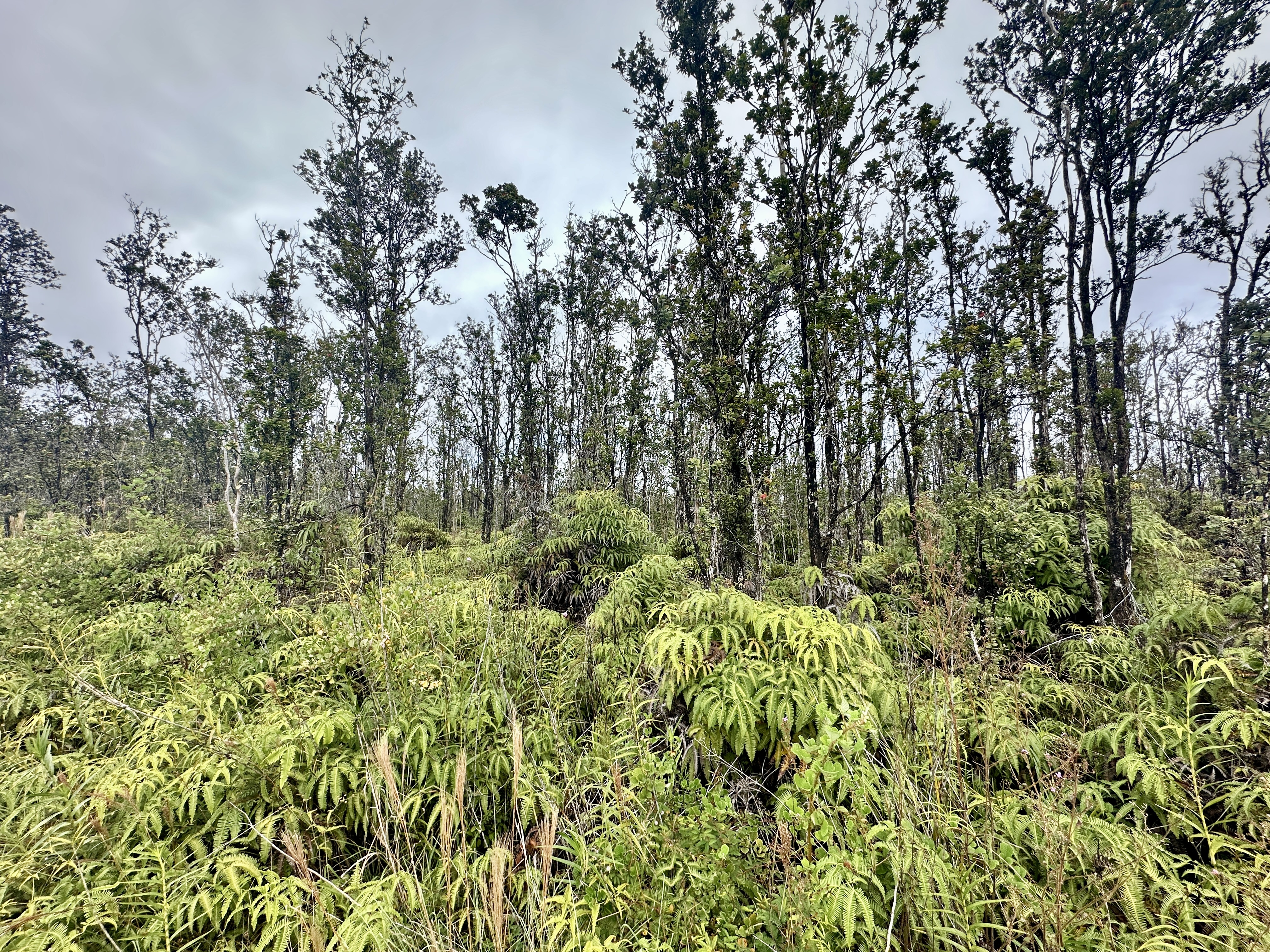 Property Photo:  Noe Kuahiwi Rd  HI 96785 