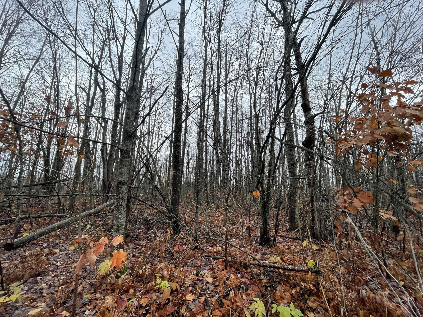 Property Photo:  Lot 46 Louise Drive  MI 49730 