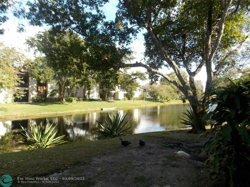 Property Photo:  4245 Carambola Cir S 2699  FL 33066 