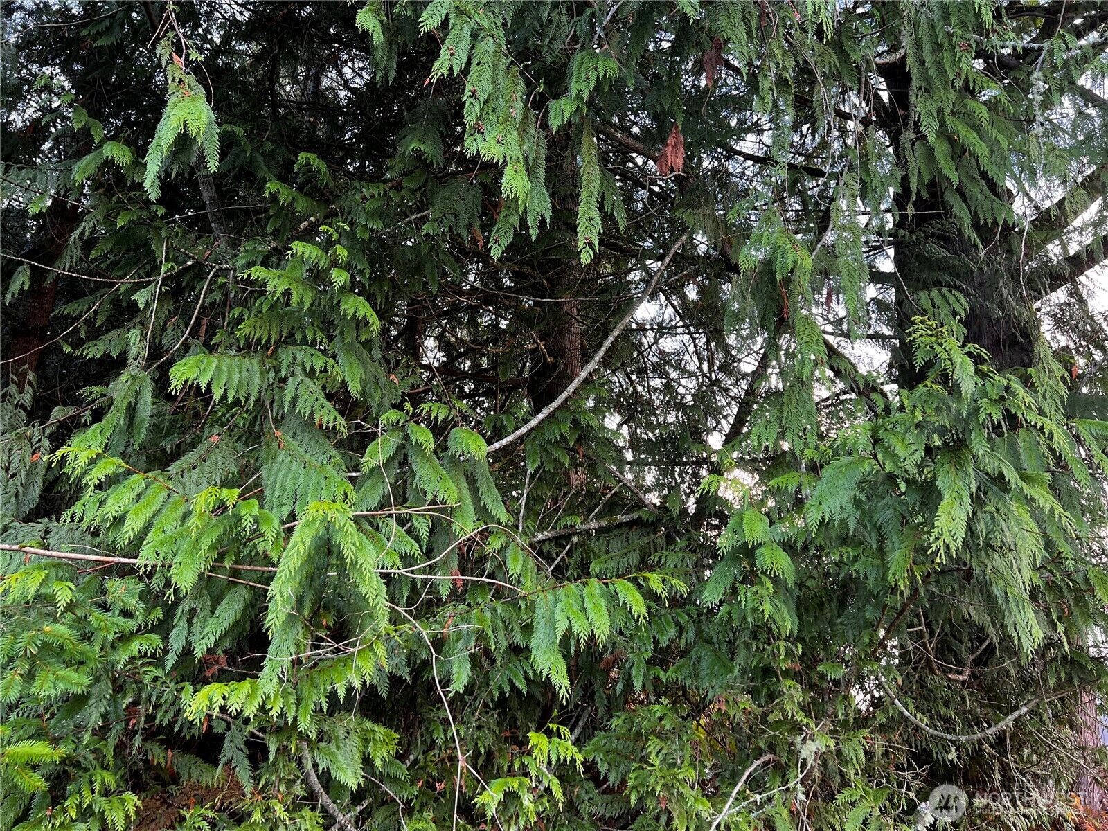 Property Photo: 0 Twin Cedars Drive WA 98236