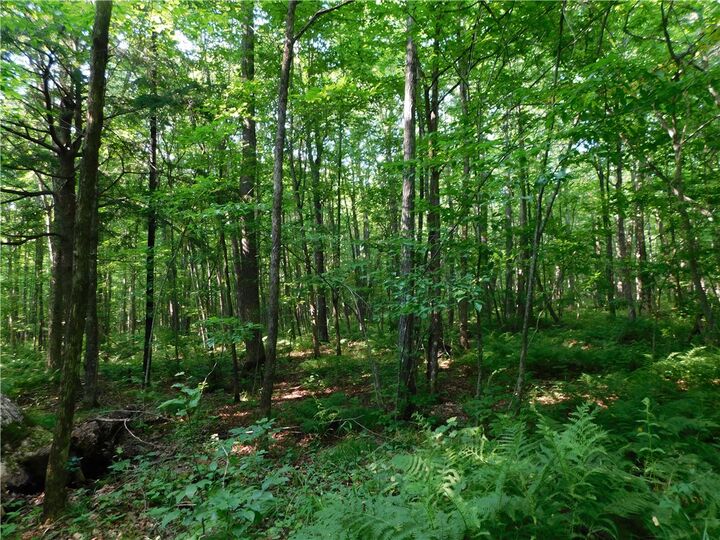 Property Photo: 80 Acres Off Of County Road O WI 54459