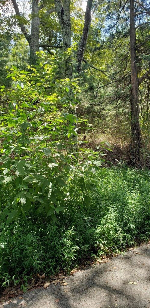 Property Photo:  5 Treeline Drive  TN 37327 