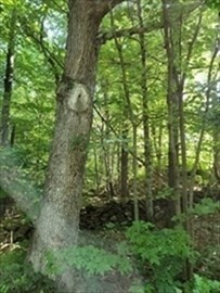 Property Photo: 0 Lot 3 Davis Road MA 01531