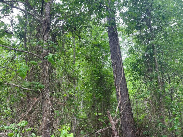 Property Photo: 000 Cemetery Road TX 77575