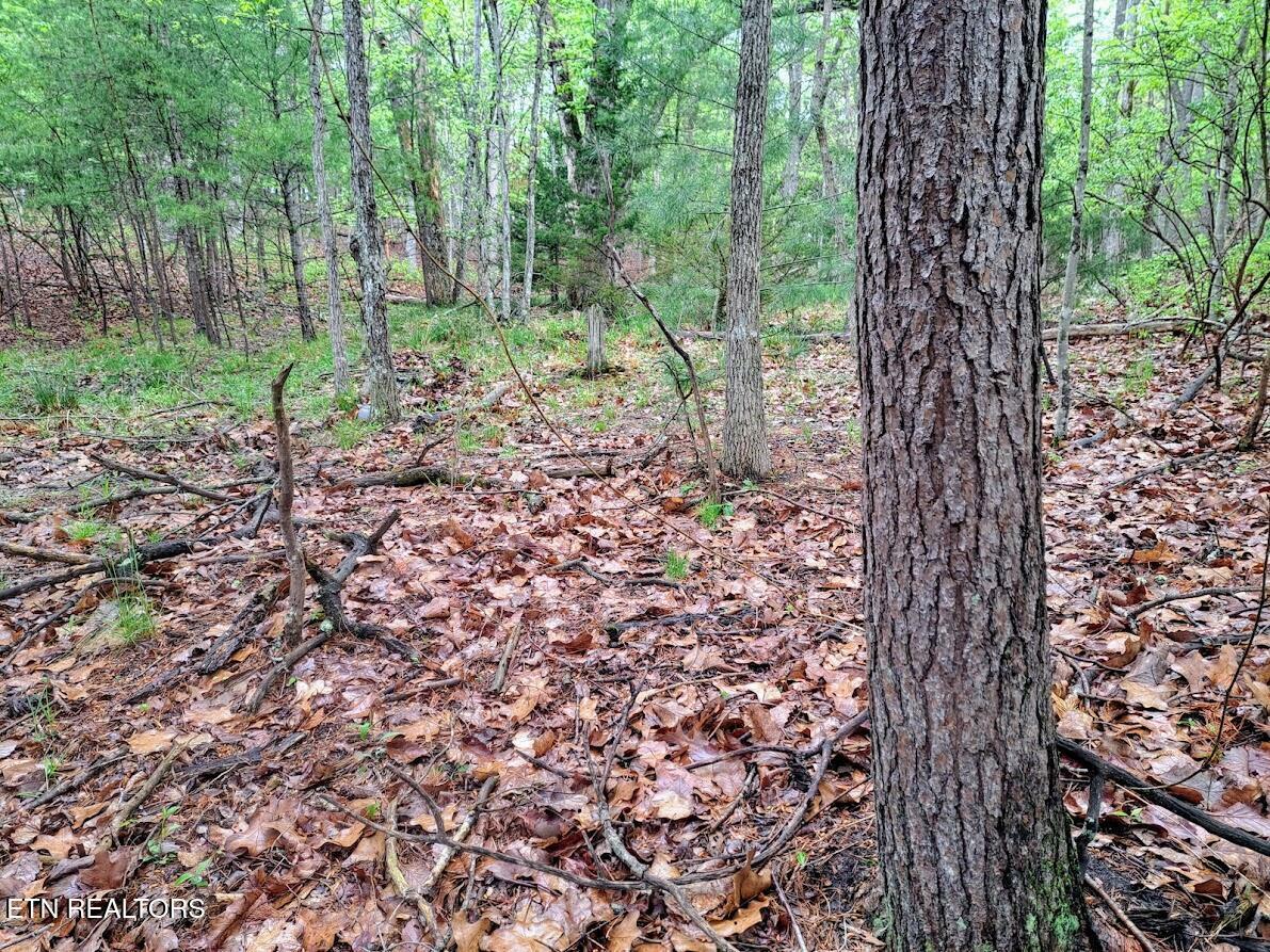 Property Photo: 109 Laurelton Lane TN 38558