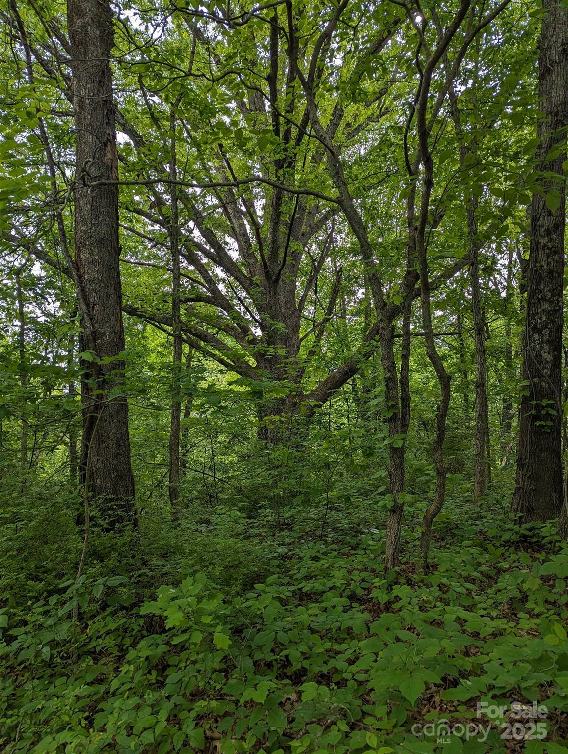 Property Photo:  00 White Oak Road  NC 28786 